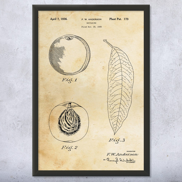 Nectarine Patent Wall Art
