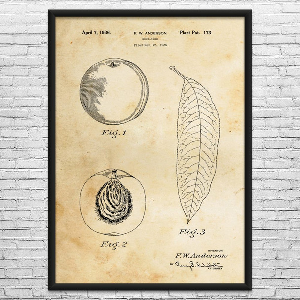 Nectarine Patent Wall Art
