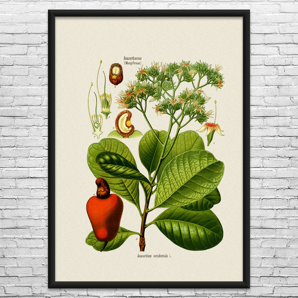 Cashew Botanical Art Print Cashew Botanical Art Print
