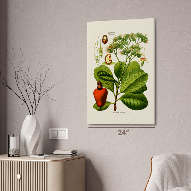 Cashew Botanical Art Print Cashew Botanical Art Print