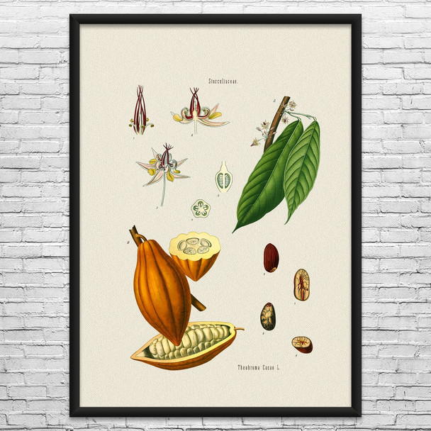 Cocoa Botanical Art Print Cocoa Botanical Art Print