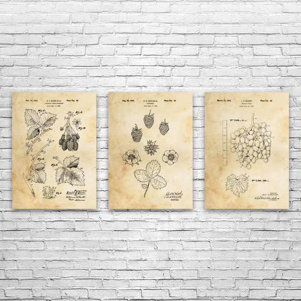 Fruit Patent Wall Art Set of 3