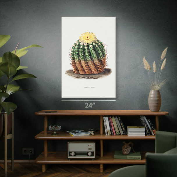 Golden Barrel Cactus Botanical Art Print