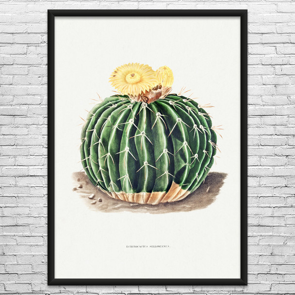 Parodia Cactus Botanical Art Print