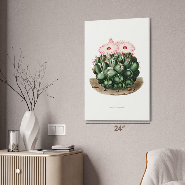 Elephants Tooth Cactus Botanical Art Print