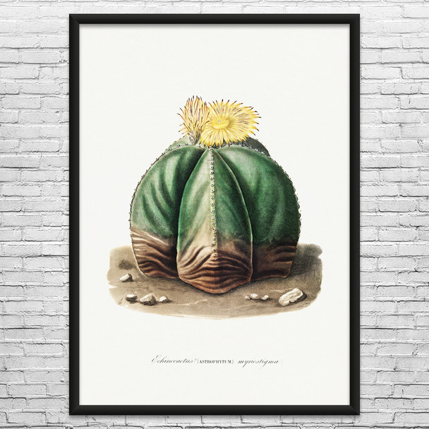 Bishops Cap Cactus Botanical Art Print