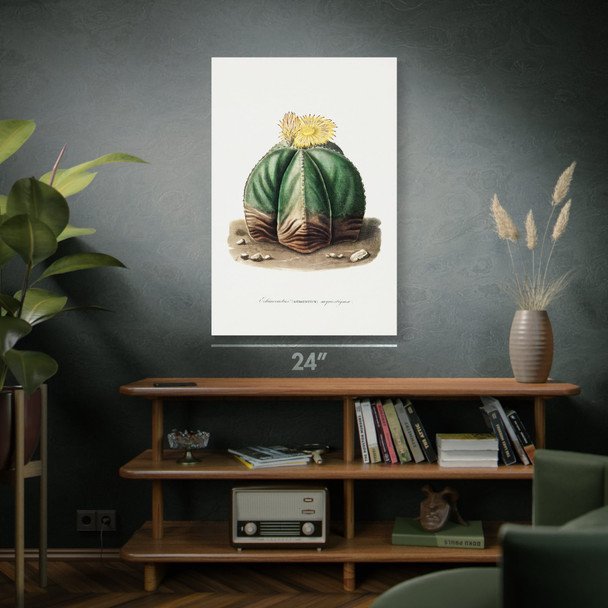 Bishops Cap Cactus Botanical Art Print