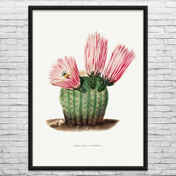 Rainbow Cactus Botanical Art Print
