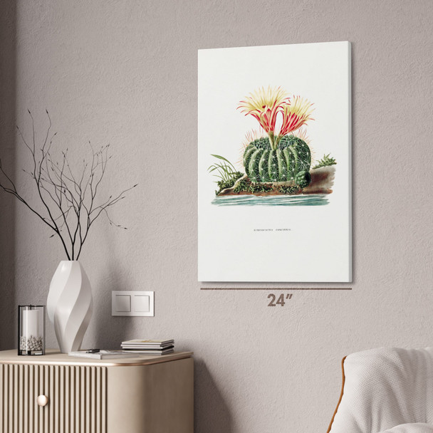 Sun Cup Cactus Botanical Art Print