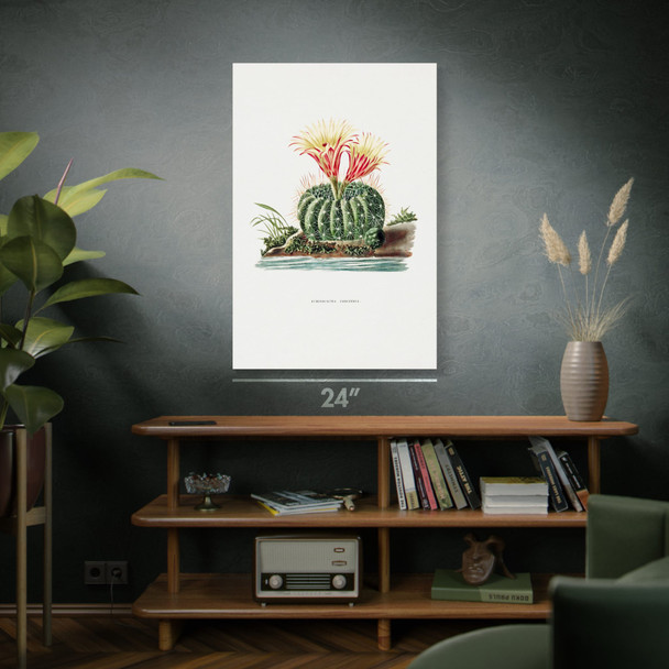 Sun Cup Cactus Botanical Art Print