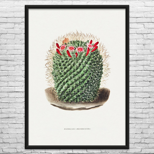 Pincushion Cactus Botanical Art Print