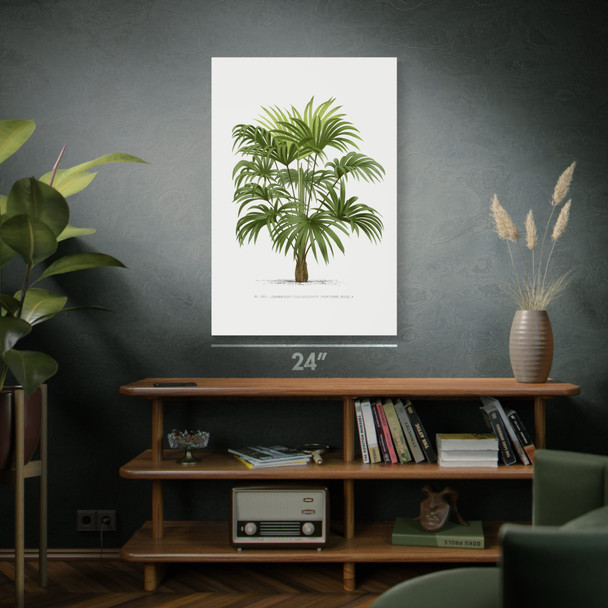 Windmill Palm Tree Botanical Art Print