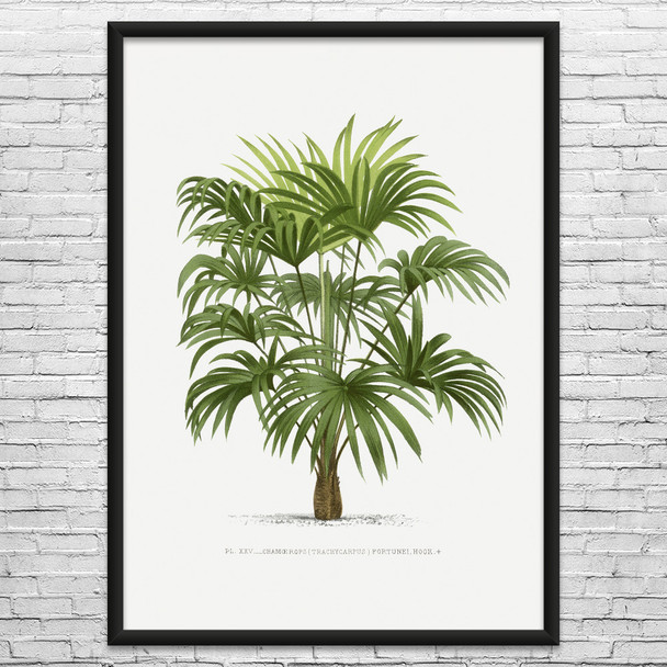 Windmill Palm Tree Botanical Art Print