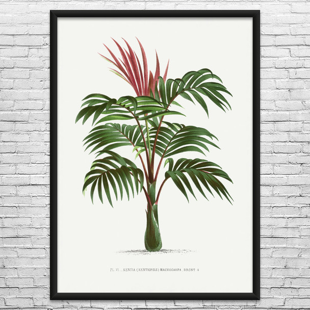 Kentia Palm Tree Botanical Art Print