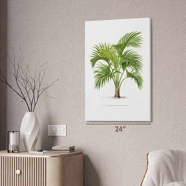 Belmore Palm Tree Botanical Art Print