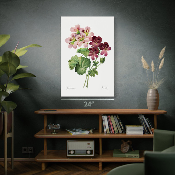 Geranium Botanical Art Print