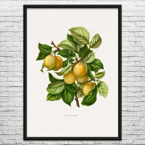 Prune Botanical Art Print