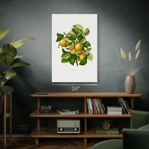 Prune Botanical Art Print