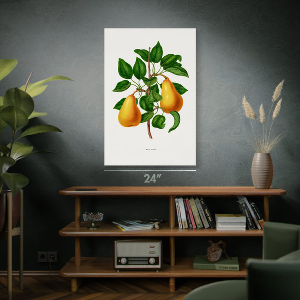 Pear Botanical Art Print