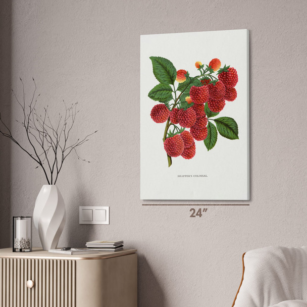 Colossal Raspberry Botanical Art Print