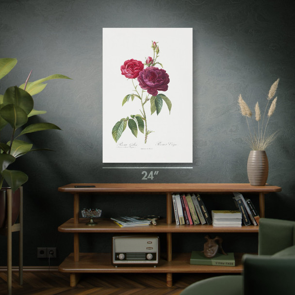 Purple French Rose Botanical Art Print