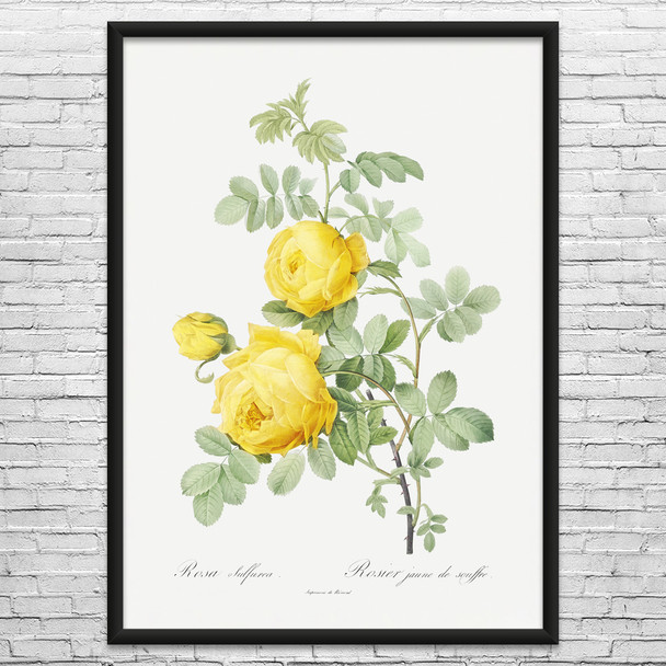 Yellow Rose Botanical Art Print