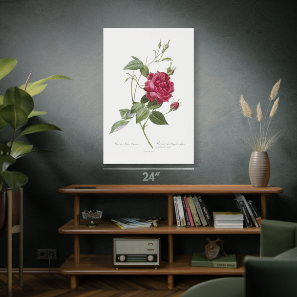 Red Bengal Rose Botanical Art Print