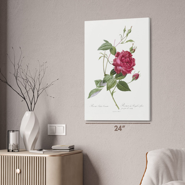 Red Bengal Rose Botanical Art Print