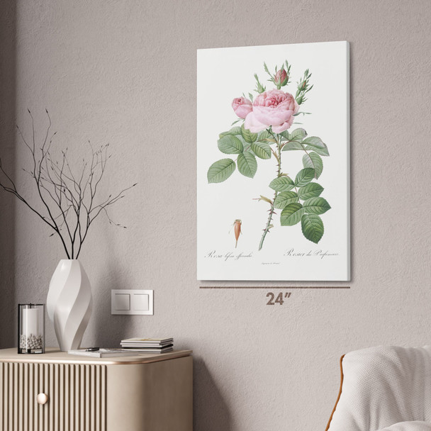 Rose of Perfume Botanical Art Print