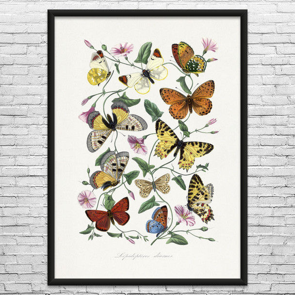 Butterfly Moth & Flowers Botanical Art Print