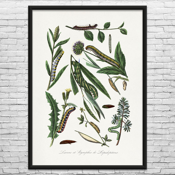 Caterpillars on Plants Botanical Art Print