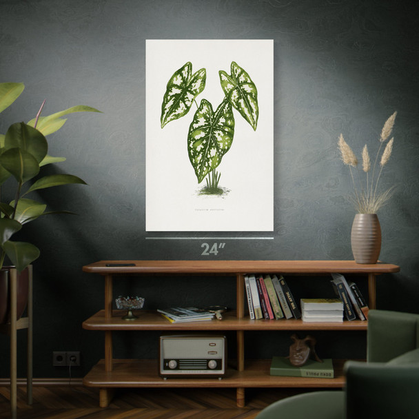 Caladium Botanical Art Print