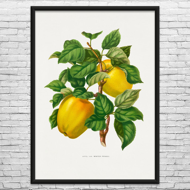 Winter Apple Botanical Art Print