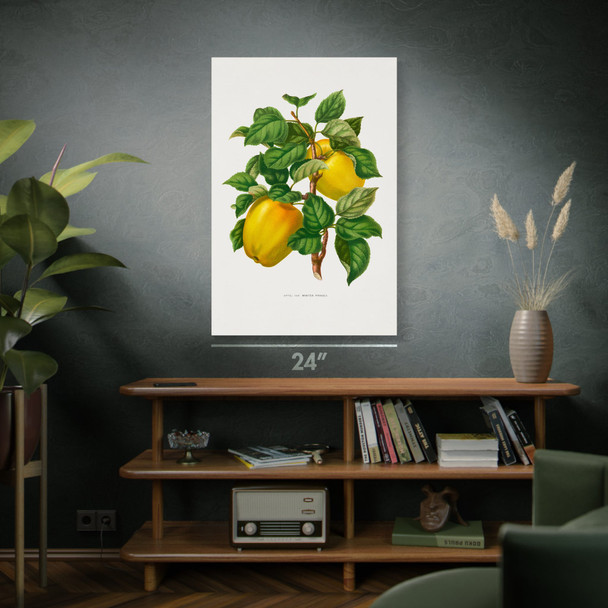 Winter Apple Botanical Art Print