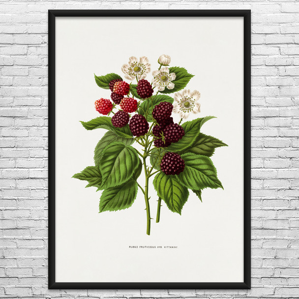 Blackberry Botanical Art Print