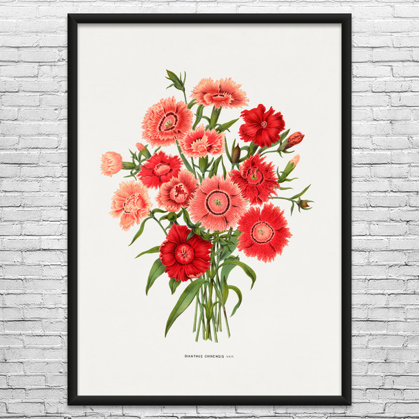 Rainbow Pink Flower Botanical Art Print Rainbow Pink Flower Botanical Art Print
