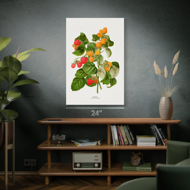 Ripening Raspberry Botanical Art Print
