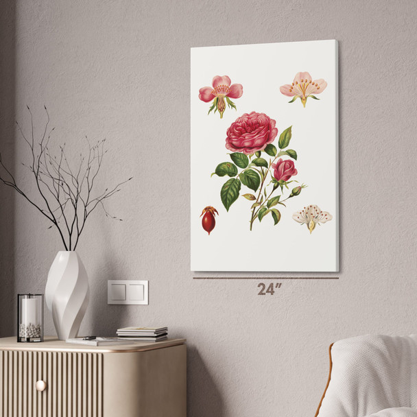 Rose & Its Parts Botanical Art Print