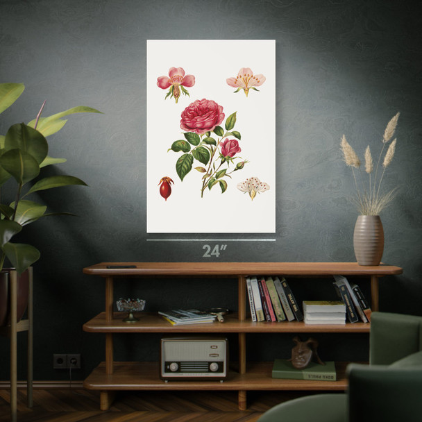 Rose & Its Parts Botanical Art Print