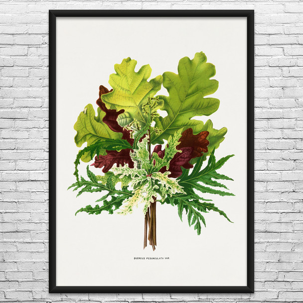 Oak Leaves Botanical Art Print Oak Leaves Botanical Art Print