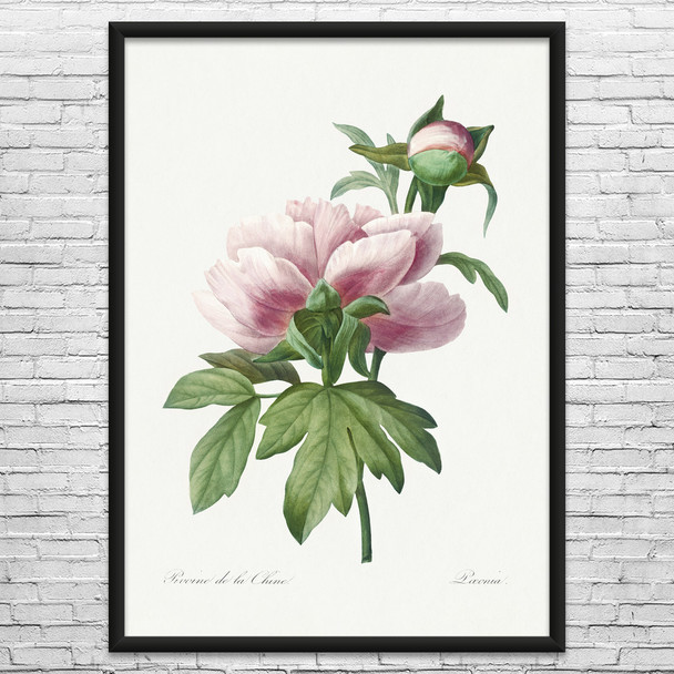 Peony Flower Botanical Art Print Peony Flower Botanical Art Print