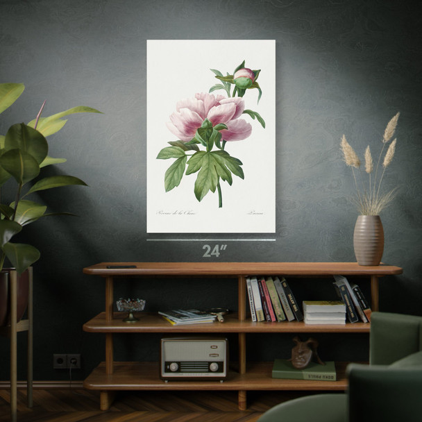 Peony Flower Botanical Art Print Peony Flower Botanical Art Print