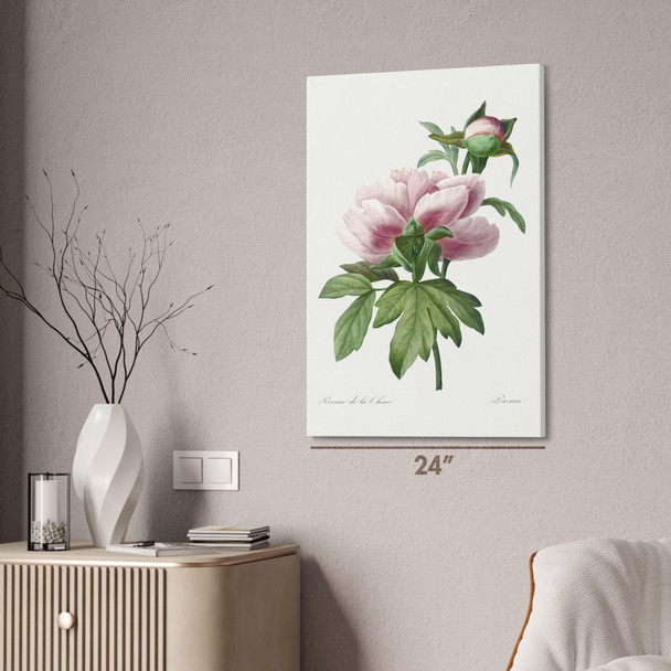 Peony Flower Botanical Art Print