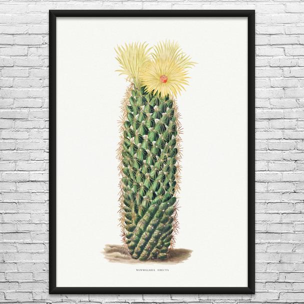Hedgehog Cactus Botanical Art Print