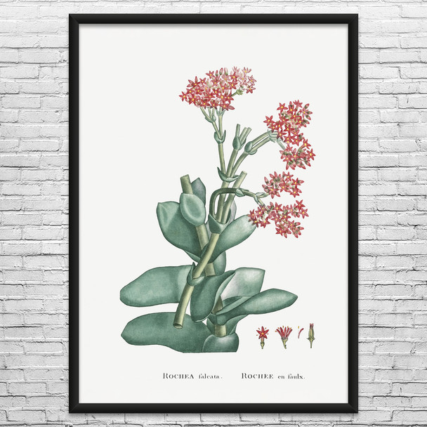 Propeller Plant Botanical Art Print Propeller Plant Botanical Art Print