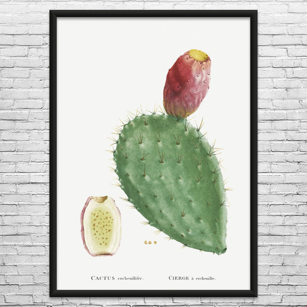 Cochenillifer Cactus Botanical Art Print Cochenillifer Cactus Botanical Art Print