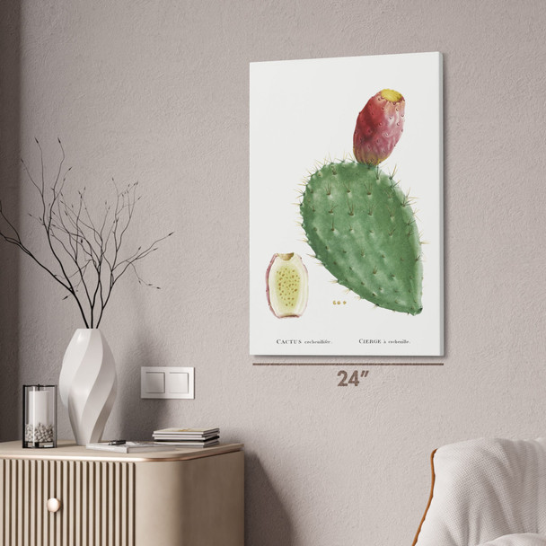 Cochenillifer Cactus Botanical Art Print Cochenillifer Cactus Botanical Art Print