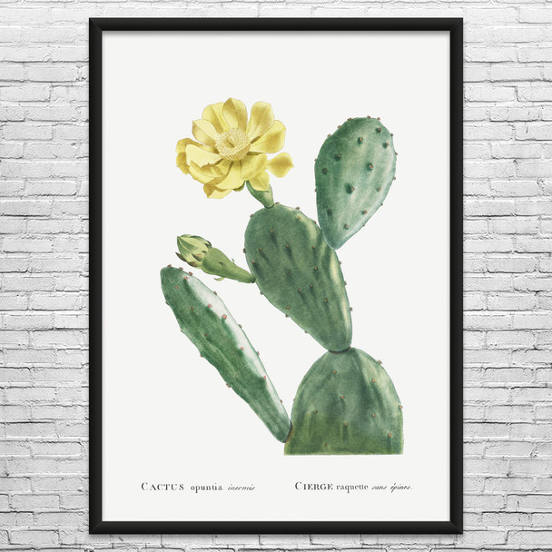 Eastern Pear Cactus Botanical Art Print Eastern Pear Cactus Botanical Art Print