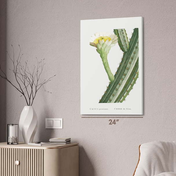 Peruvianus Cactus Botanical Art Print Peruvianus Cactus Botanical Art Print