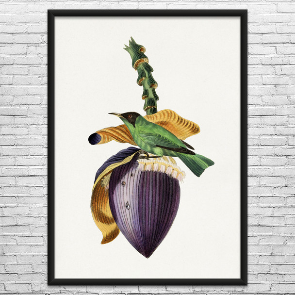 Treecreeper Bird Botanical Art Print